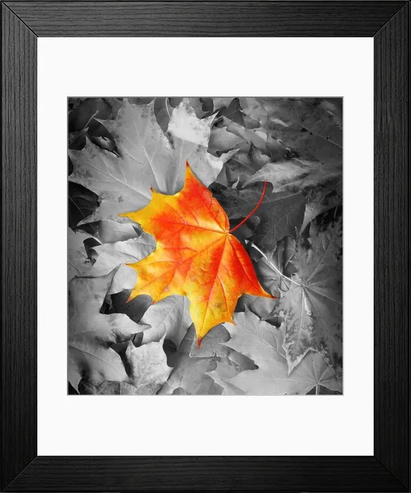 Framed Print : Orange maple leaf amongst black and white autumn leaves Framed Print : Orange maple leaf amongst black and white autumn leaves