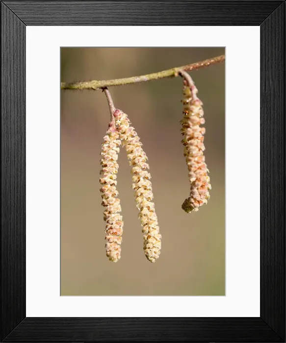 Framed Print : CORYLUS SIEBOLDIANA CLOSE UP OF CATKINS Framed Print : CORYLUS SIEBOLDIANA CLOSE UP OF CATKINS