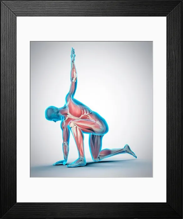 Framed Print : Muscular structure of person kneeling with arm raised, illustration Framed Print : Muscular structure of person kneeling with arm raised, illustration