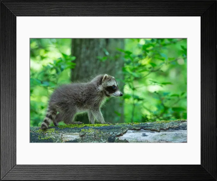 Framed Print : common raccoon (Procyon lotor), climbing on a rotten trunk, Germany, Lower Saxony Framed Print : common raccoon (Procyon lotor), climbing on a rotten trunk, Germany, Lower Saxony