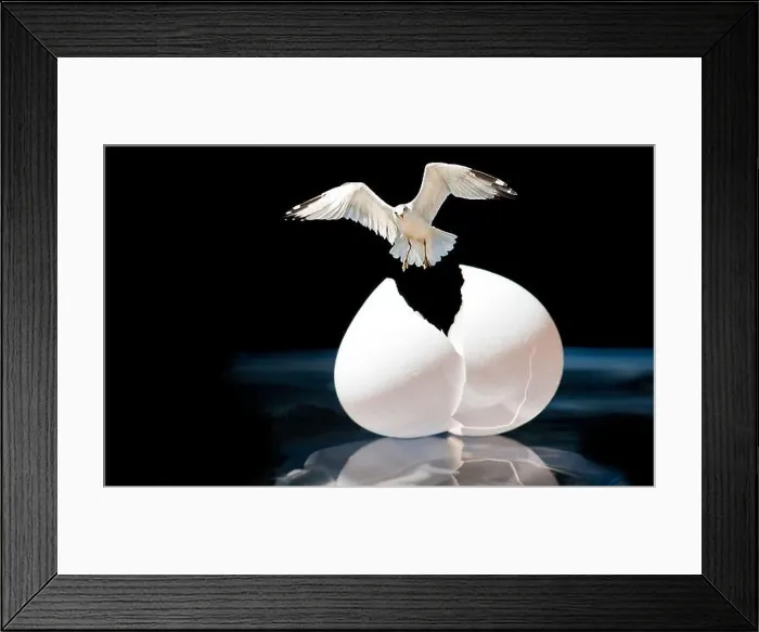 Framed Print : flying bird breaking out of egg Framed Print : flying bird breaking out of egg