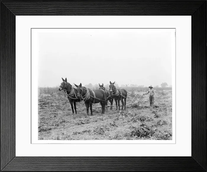 Framed Print : An agricultural worker uses a plow and a team of mules to harvest sugar beets in Ventura County Framed Print : An agricultural worker uses a plow and a team of mules to harvest sugar beets in Ventura County