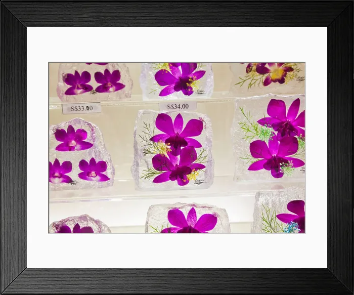 Framed Print : Singapore, Botanical Gardens, Orchid Garden Souvenir Shop, Souvenir Glass Encased Orchids Framed Print : Singapore, Botanical Gardens, Orchid Garden Souvenir Shop, Souvenir Glass Encased Orchids