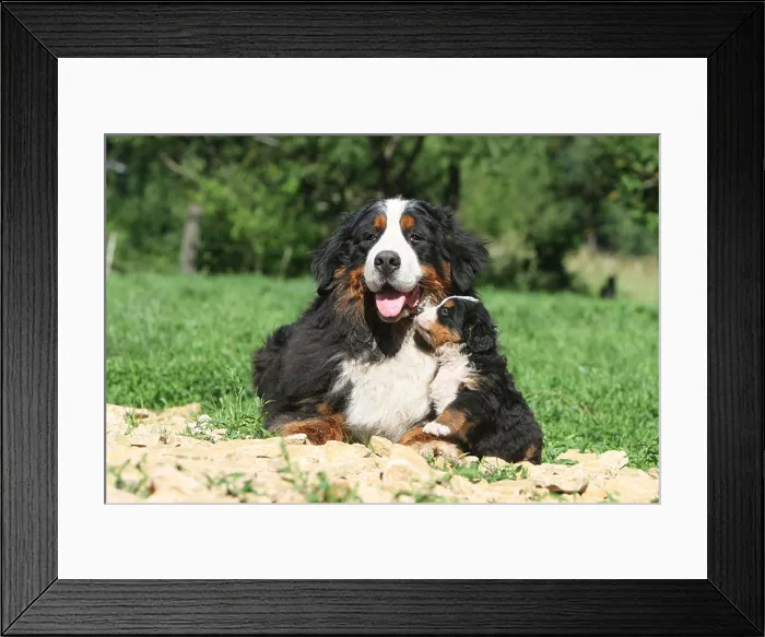 Framed Print : Dog Bernese Mountain Dog adult and puppy in a garden Framed Print : Dog Bernese Mountain Dog adult and puppy in a garden