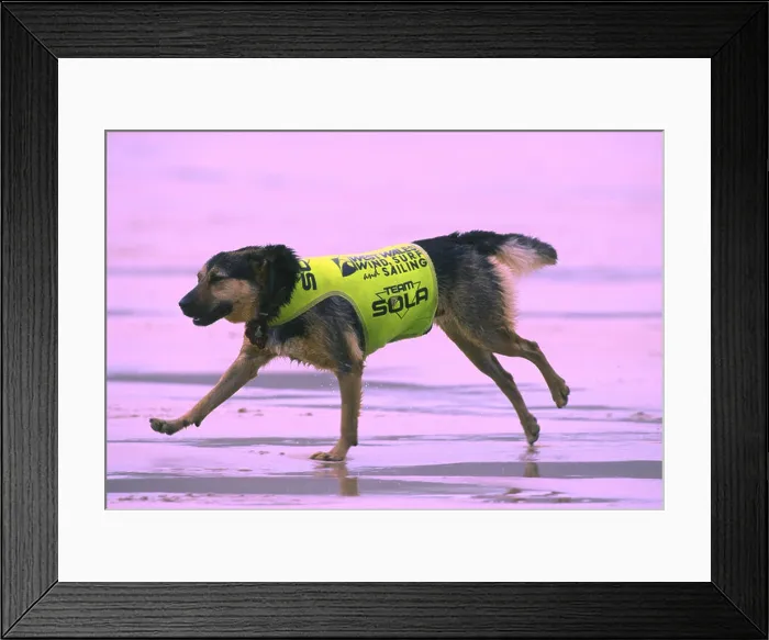 Framed Print : MAX THE SURFING DOG Framed Print : MAX THE SURFING DOG