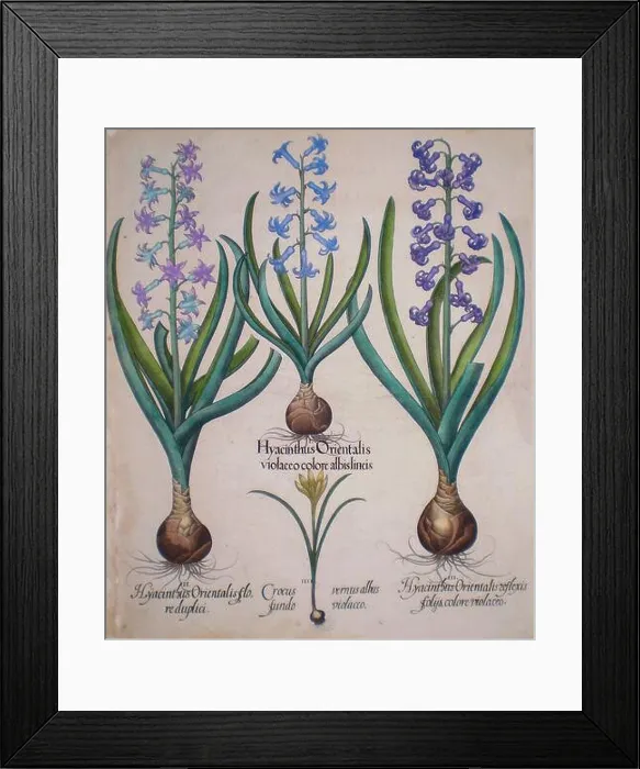 Framed Print : hand painted copperplate print of Hyacinth flowers From Hortus Eystettensis Framed Print : hand painted copperplate print of Hyacinth flowers From Hortus Eystettensis