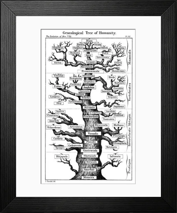 Framed Print : Haeckel's scheme of evolution displayed in the form of a tree, 1910. Artist: Ernst Haeckel Framed Print : Haeckel's scheme of evolution displayed in the form of a tree, 1910. Artist: Ernst Haeckel