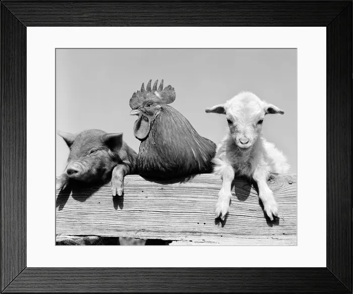 Framed Print : 1960s PIGLET ROOSTER LAMB TRIO LEANING ON WOODEN FENCE PIG CHICK SHEEP Framed Print : 1960s PIGLET ROOSTER LAMB TRIO LEANING ON WOODEN FENCE PIG CHICK SHEEP
