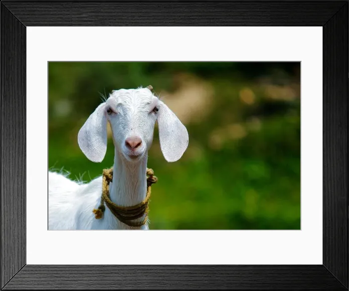 Framed Print : Outdoor goat farm in village Framed Print : Outdoor goat farm in village