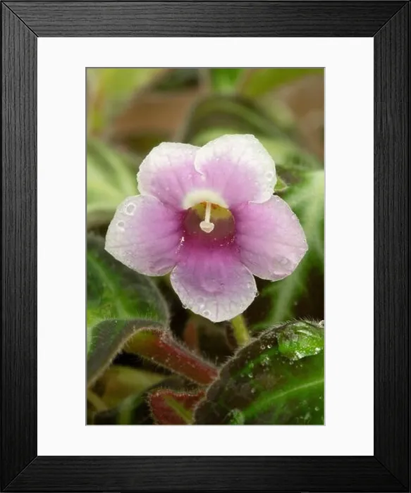 Framed Print : Gloxinella (Gloxinella lindeniana) flower Framed Print : Gloxinella (Gloxinella lindeniana) flower