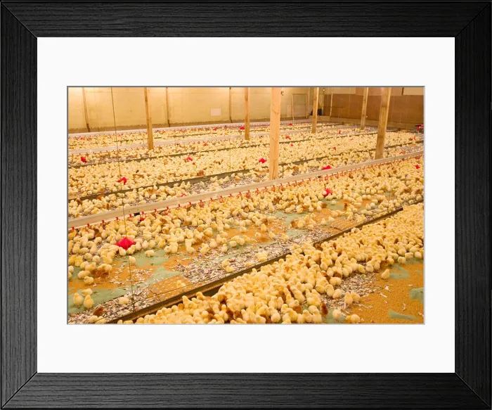 Framed Print : Day old chicks in chicken shed with water drinkers that include vacines to protect against diseases Framed Print : Day old chicks in chicken shed with water drinkers that include vacines to protect against diseases