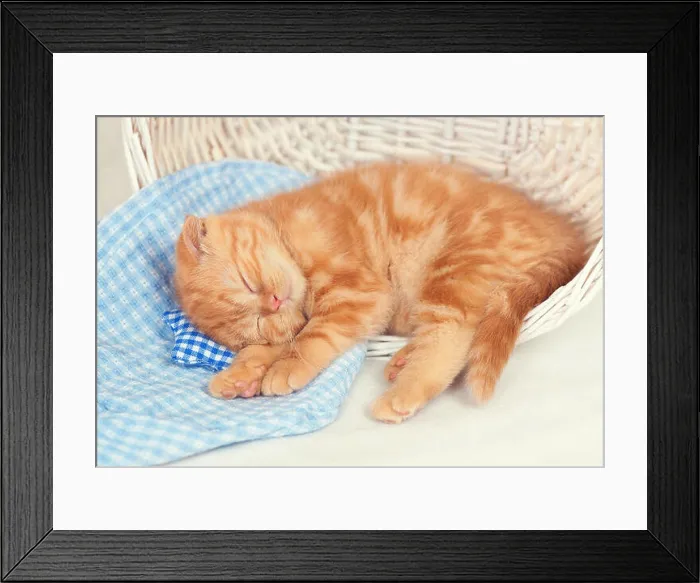 Framed Print : cute red kitten sleeps in a basket on small pillow Framed Print : cute red kitten sleeps in a basket on small pillow