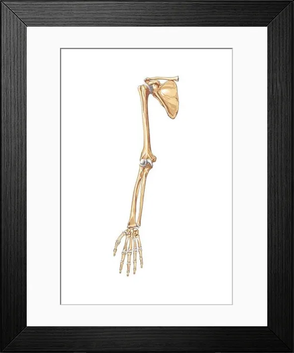 Framed Print : Upper limb bones Framed Print : Upper limb bones
