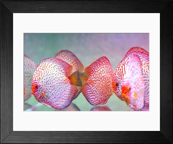 Framed Print : Colorful discus fish in the aquarium. This is a species of ornamental fish used to decorate in the house Framed Print : Colorful discus fish in the aquarium. This is a species of ornamental fish used to decorate in the house