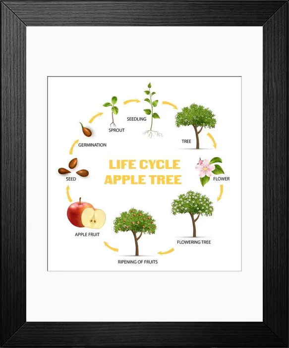 Framed Print : Apple tree life cycle infographic set realistic vector illustration Framed Print : Apple tree life cycle infographic set realistic vector illustration