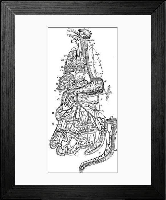 Framed Print : The physiology of domestic animals Framed Print : The physiology of domestic animals