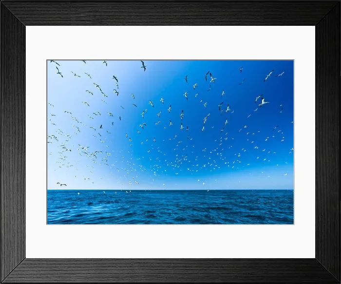 Framed Print : Gannets take to the air at the Ortac colony, Alderney Framed Print : Gannets take to the air at the Ortac colony, Alderney