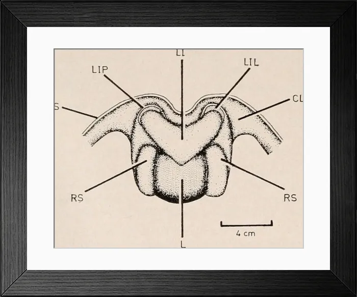 Framed Print : The Biological bulletin. Biology; Zoology; Biology; Marine Biology Framed Print : The Biological bulletin. Biology; Zoology; Biology; Marine Biology