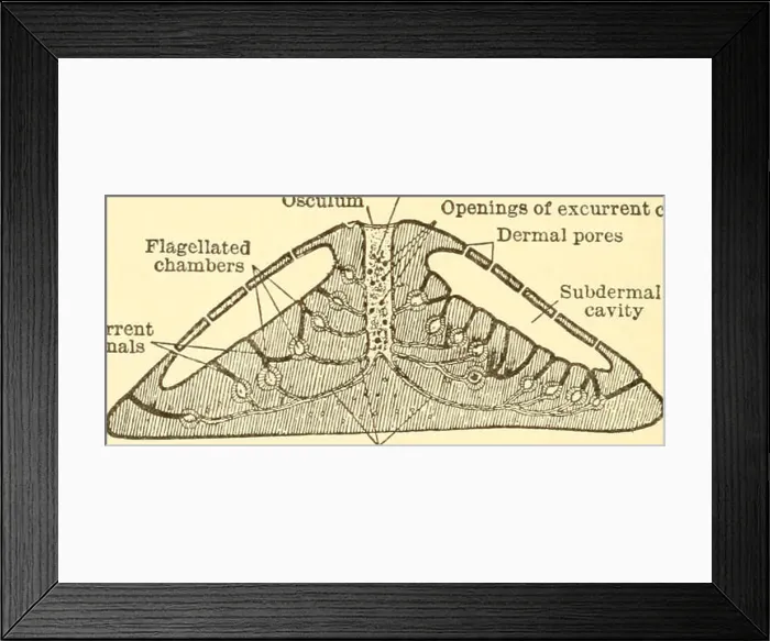 Framed Print : Animal biology. Biology; Zoology; Physiology Framed Print : Animal biology. Biology; Zoology; Physiology