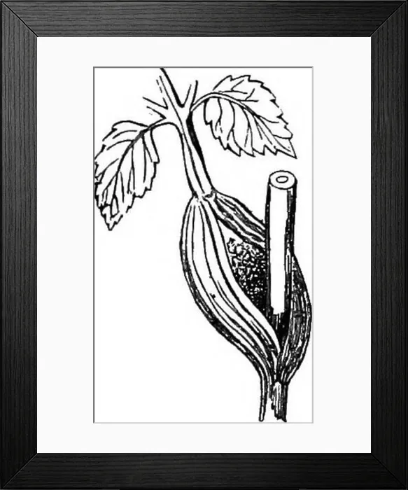 Framed Print : A manual of botany. Botany. GENEKAL MOEPHOLOGY OF THE PLANT 53 mediate portion Framed Print : A manual of botany. Botany. GENEKAL MOEPHOLOGY OF THE PLANT 53 mediate portion