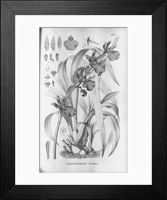 Framed Print : This illustration shows the Zygopetalum maculatum Framed Print : This illustration shows the Zygopetalum maculatum