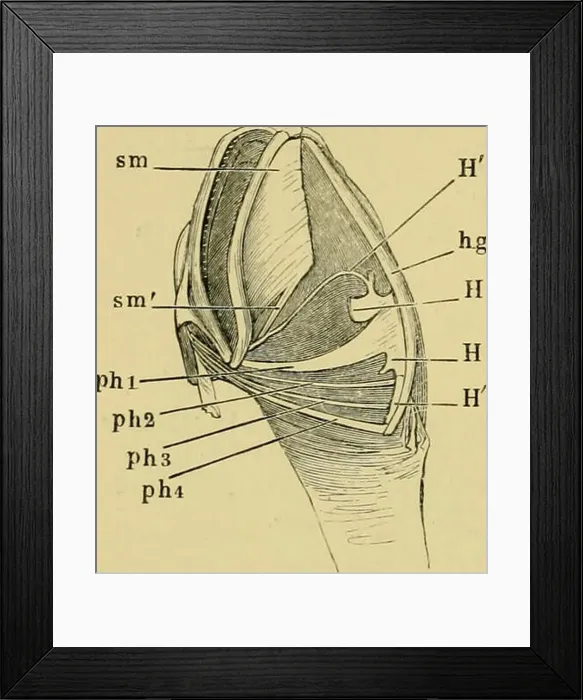 Framed Print : The anatomy of the frog. Frogs -- Anatomy; Amphibians -- Anatomy Framed Print : The anatomy of the frog. Frogs -- Anatomy; Amphibians -- Anatomy