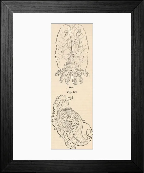 Framed Print : This entry discusses the anatomy and physiology of cephalopods Framed Print : This entry discusses the anatomy and physiology of cephalopods
