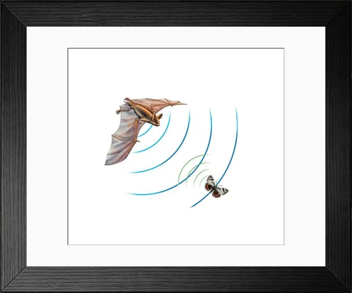 Framed Print : Echolocation (biosonar) in bats Framed Print : Echolocation (biosonar) in bats
