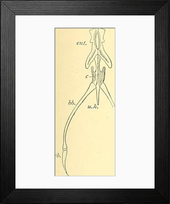 Framed Print : A dictionary of birds. ) or unpaired middleportion Framed Print : A dictionary of birds. ) or unpaired middleportion