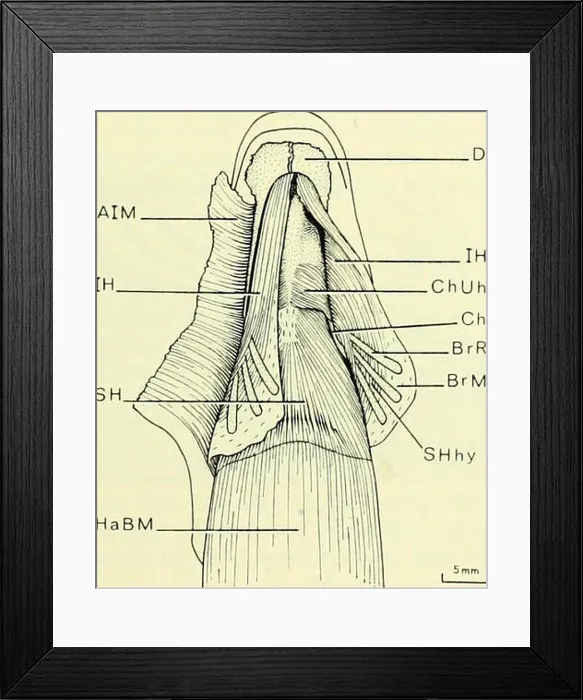Framed Print : Bulletin of the British Museum (Natural History)