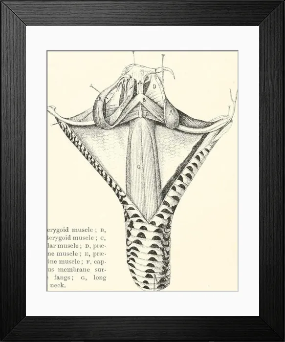 Framed Print : Venoms; venomous animals and antivenomous serum-therapeutics Framed Print : Venoms; venomous animals and antivenomous serum-therapeutics
