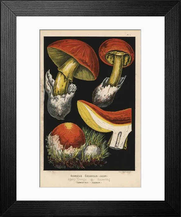 Framed Print : Caesar's mushroom, Amanita caesarea Framed Print : Caesar's mushroom, Amanita caesarea