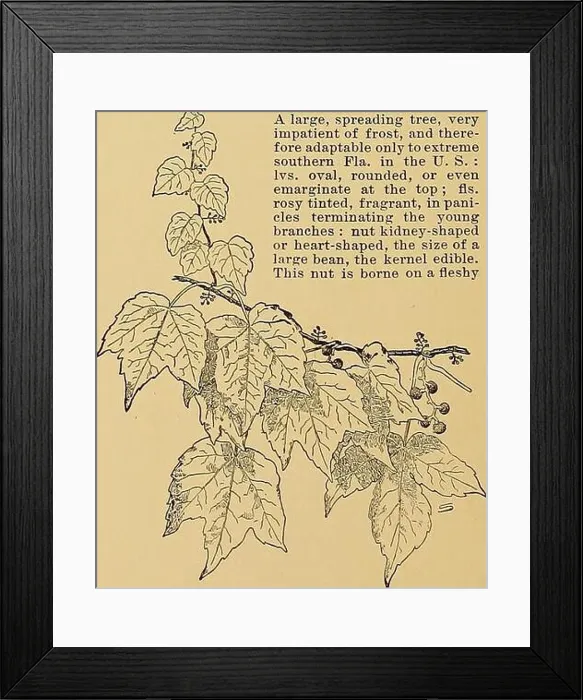 Framed Print : Archive image from page 85 of Cyclopedia of American horticulture Framed Print : Archive image from page 85 of Cyclopedia of American horticulture