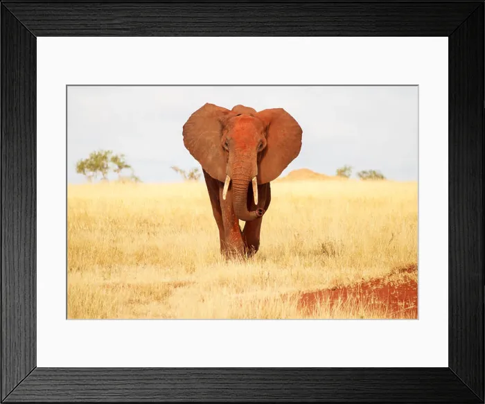Framed Print : Front view of red elephant in Tsavo Park, Kenya Framed Print : Front view of red elephant in Tsavo Park, Kenya