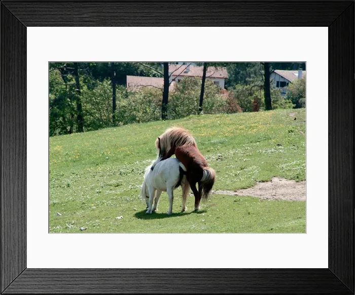 Framed Print : Horses, have, sex, shag, shagging, horse, mating, racing, stable, stud Framed Print : Horses, have, sex, shag, shagging, horse, mating, racing, stable, stud