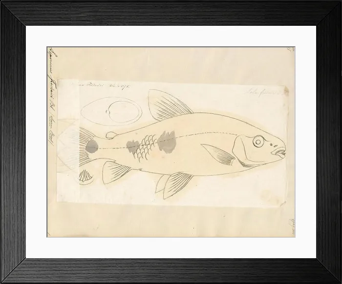 Framed Print : Leporinus frederici, Print, Leporinus is a genus of fish in the family Anostomidae native to South America Framed Print : Leporinus frederici, Print, Leporinus is a genus of fish in the family Anostomidae native to South America