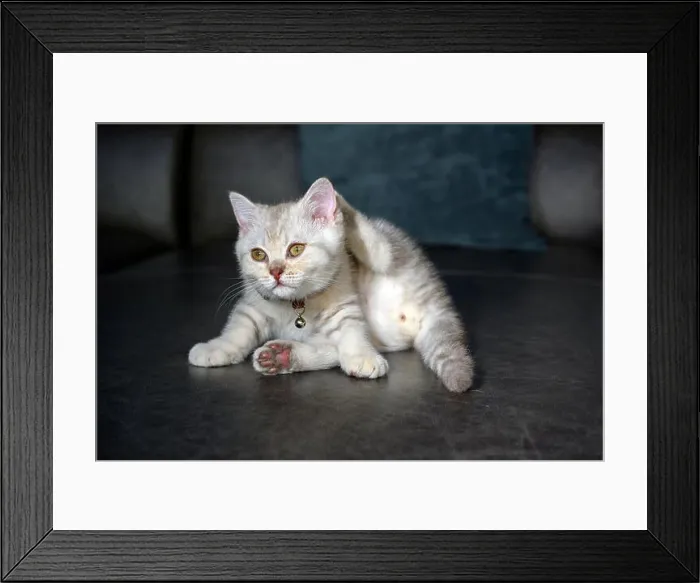 Framed Print : Silver gray British Shorthair kitten with a beautiful face and good pedigree Framed Print : Silver gray British Shorthair kitten with a beautiful face and good pedigree