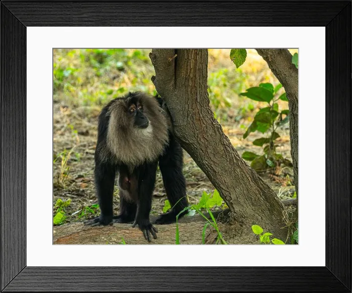 Framed Print : A Lion Head Monkey looking up in the tree Framed Print : A Lion Head Monkey looking up in the tree