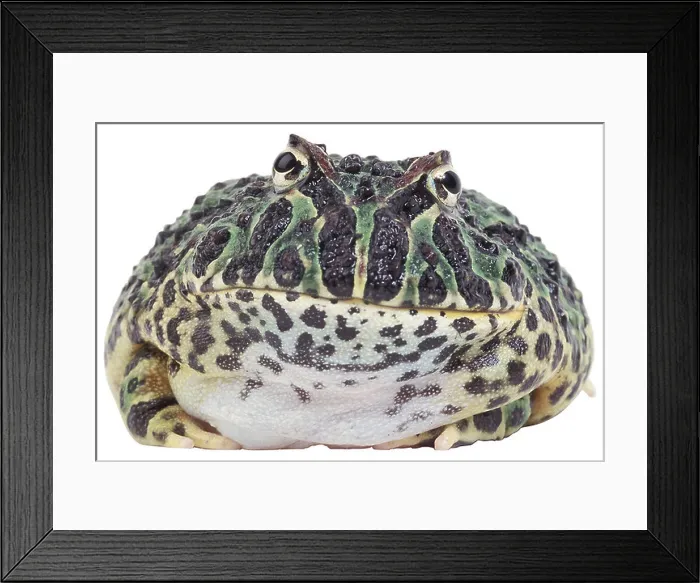 Framed Print : green and yellow toad uid 1448060 Framed Print : green and yellow toad uid 1448060