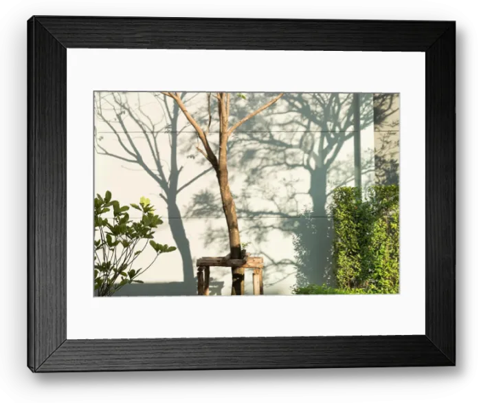 Framed Print : Trees shadow background on the wall or Nature background Framed Print : Trees shadow background on the wall or Nature background