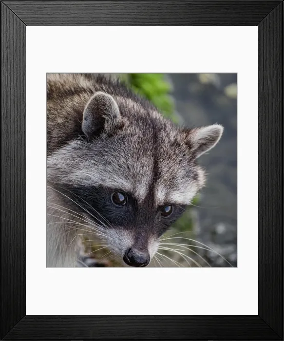 Framed Print : Head shot of cute Raccoon. Eye to eye with Raccoon Procyon lotor Framed Print : Head shot of cute Raccoon. Eye to eye with Raccoon Procyon lotor