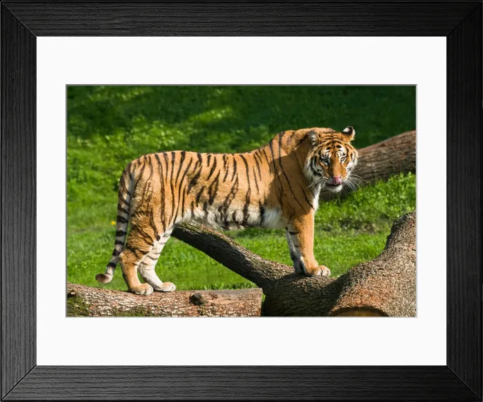 Framed Print : Adult Bengal Tiger (Panthera tigris tigris) standing licking with eye contact with background of grass and trees Framed Print : Adult Bengal Tiger (Panthera tigris tigris) standing licking with eye contact with background of grass and trees