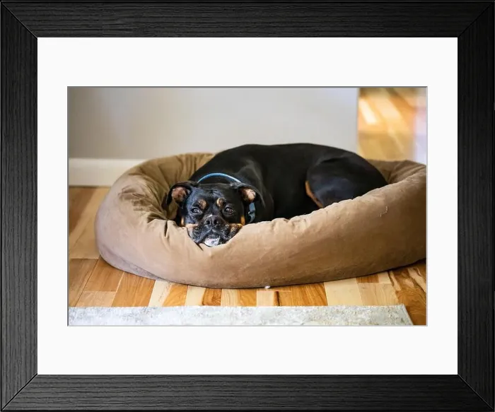 Framed Print : A boxer mix dog lying on a bagel dog bed in a home