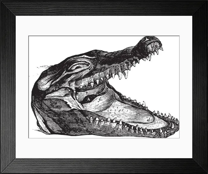 Framed Print : The head of a crocodile showing off its ferocious mouth and teeth, vintage line drawing or engraving illustration Framed Print : The head of a crocodile showing off its ferocious mouth and teeth, vintage line drawing or engraving illustration