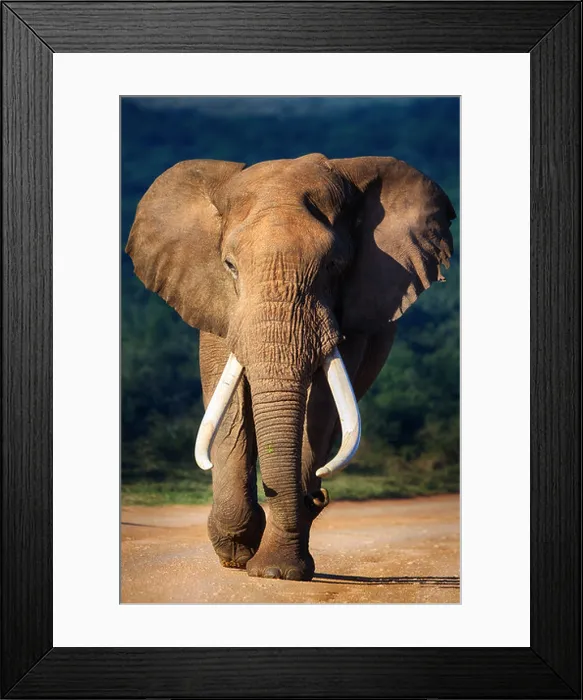 Framed Print : Elephant with large teeth approaching - Addo National Park Framed Print : Elephant with large teeth approaching - Addo National Park