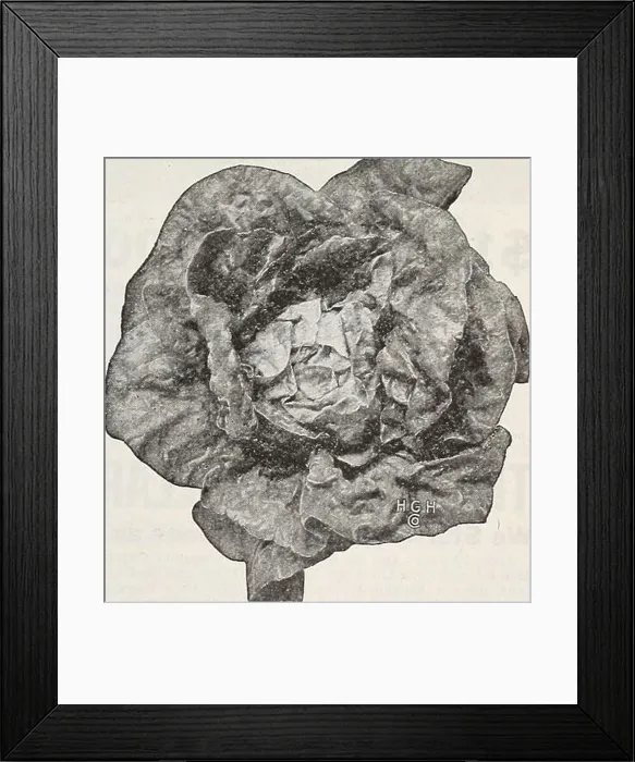 Framed Print : Catalog. not prepaid. Hastings Superba abiS Sul I oftliro / Nn 9l9l solld- extra larSe ending LcUUtC^nUi&lt /  variety