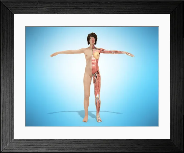 Framed Print : A female nude body anatomy for books 3d illustration on blue Framed Print : A female nude body anatomy for books 3d illustration on blue