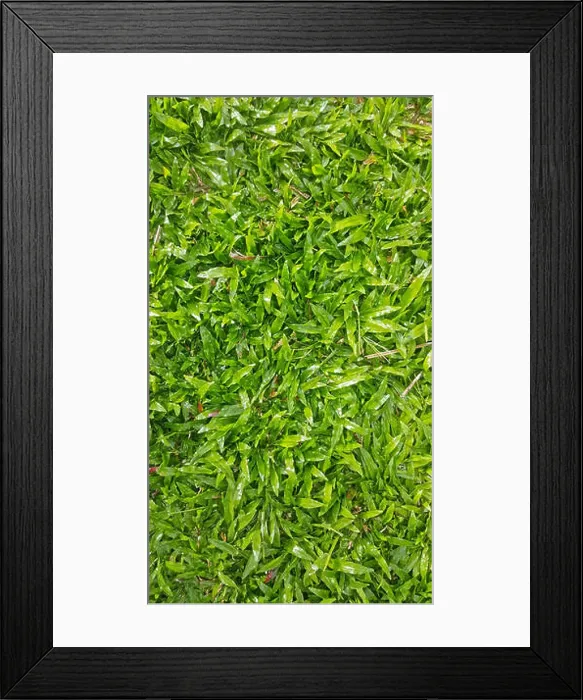 Framed Print : lush green buffalo grass as a lawn Framed Print : lush green buffalo grass as a lawn