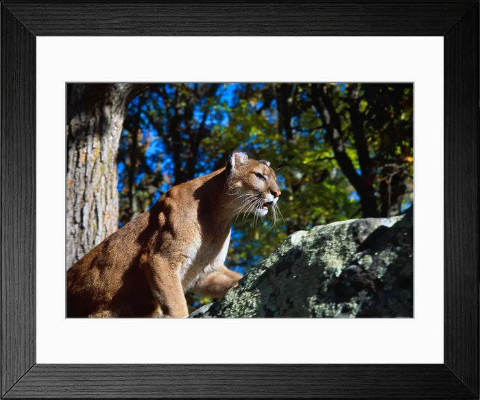 Framed Print : Crouching cougar on boulder Framed Print : Crouching cougar on boulder