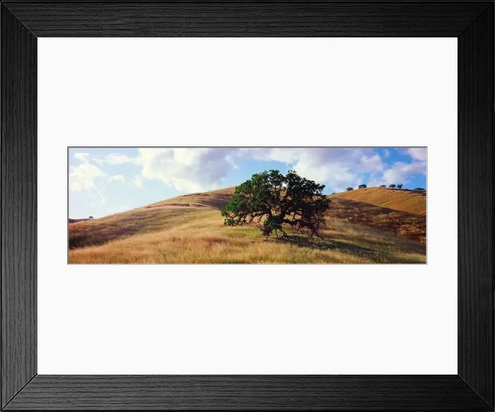 Framed Print : Clouds over lone oak tree growing on grassy hill, California, USA Framed Print : Clouds over lone oak tree growing on grassy hill, California, USA